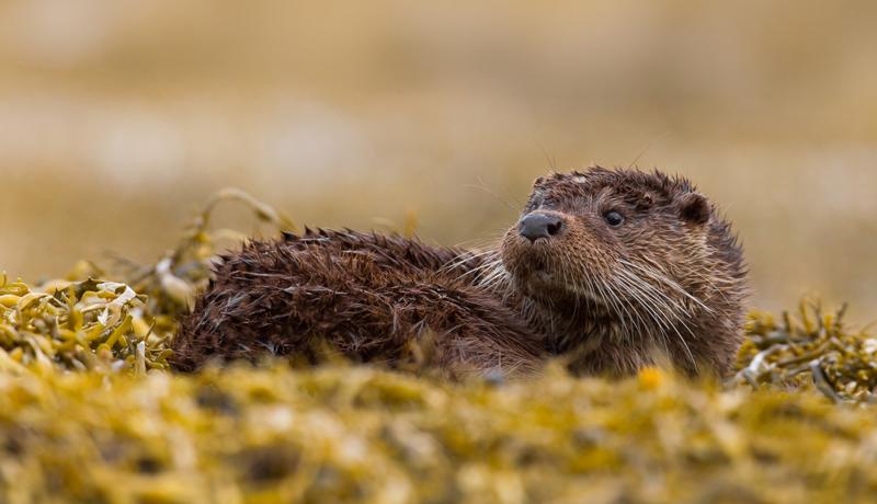 Otters in Moidart