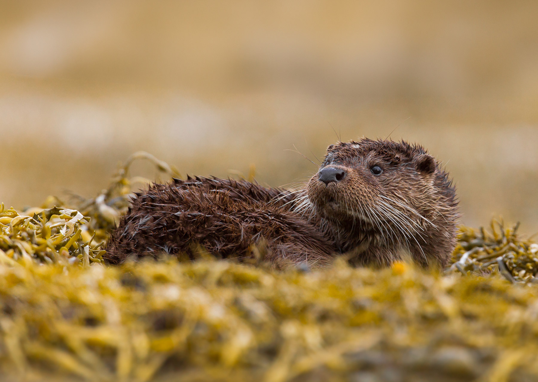 Otters in Moidart
